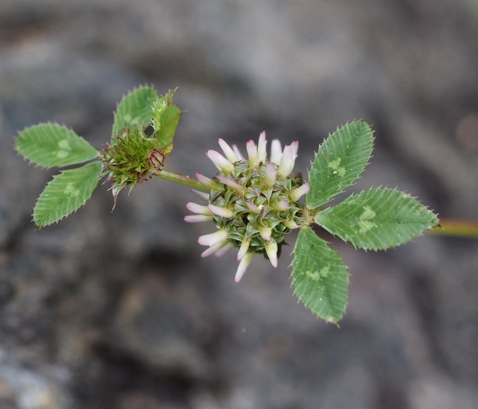 Clover, Clustered